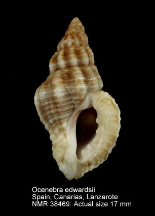 Ocinebrina edwardsii.jpg - Ocenebra edwardsii(Payraudeau,1826)